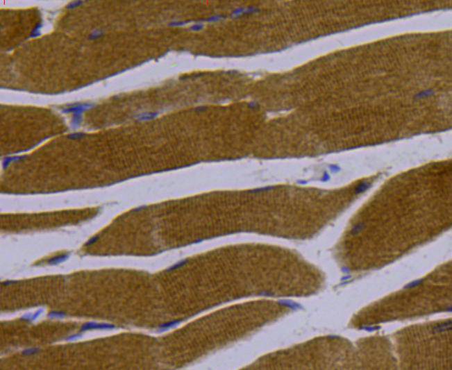Immunohistochemical analysis of paraffin-embedded rat skeletal muscle tissue using anti-LDHA antibody. The section was pre-treated using heat mediated antigen retrieval with Tris-EDTA buffer (pH 9.0) for 20 minutes.The tissues were blocked in 1% BSA for 30 minutes at room temperature, washed with ddH2O and PBS, and then probed with the primary antibody (ER00702, 1/50) for 30 minutes at room temperature. The detection was performed using an HRP conjugated compact polymer system. DAB was used as the chromogen. Tissues were counterstained with hematoxylin and mounted with DPX.