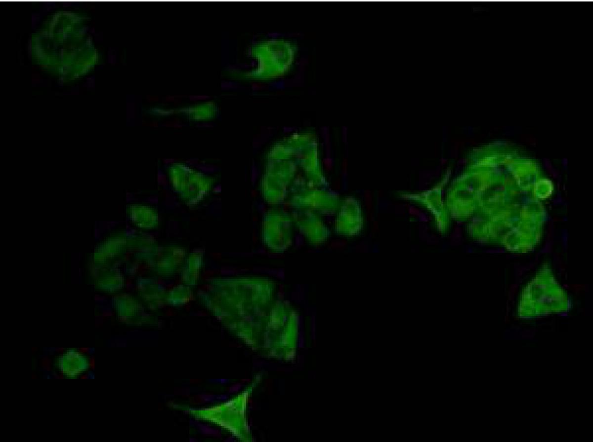 ICC staining Bcl-2 in Hela cells (green). Cells were fixed in paraformaldehyde, permeabilised with 0.25% Triton X100/PBS.