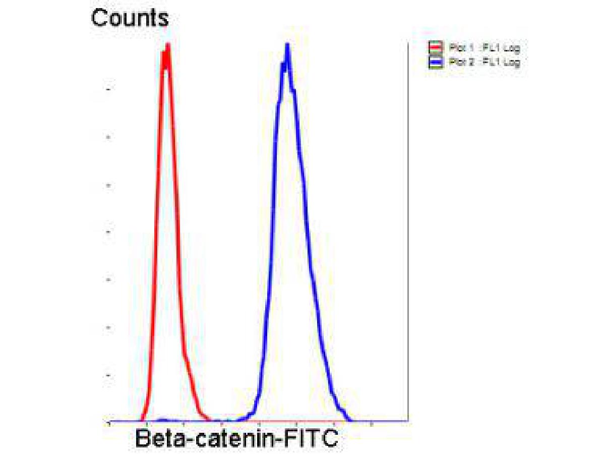 Flow cytometric analysis of Hela cells with Beta-catenin antibody at 1/50 dilution (blue) compared with an unlabelled control (cells without incubation with primary antibody; red). Goat anti rabbit IgG (FITC) was used as the secondary antibody.