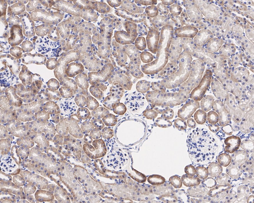 Immunohistochemical analysis of paraffin-embedded mouse testis tissue using anti-Bax antibody. Counter stained with hematoxylin.