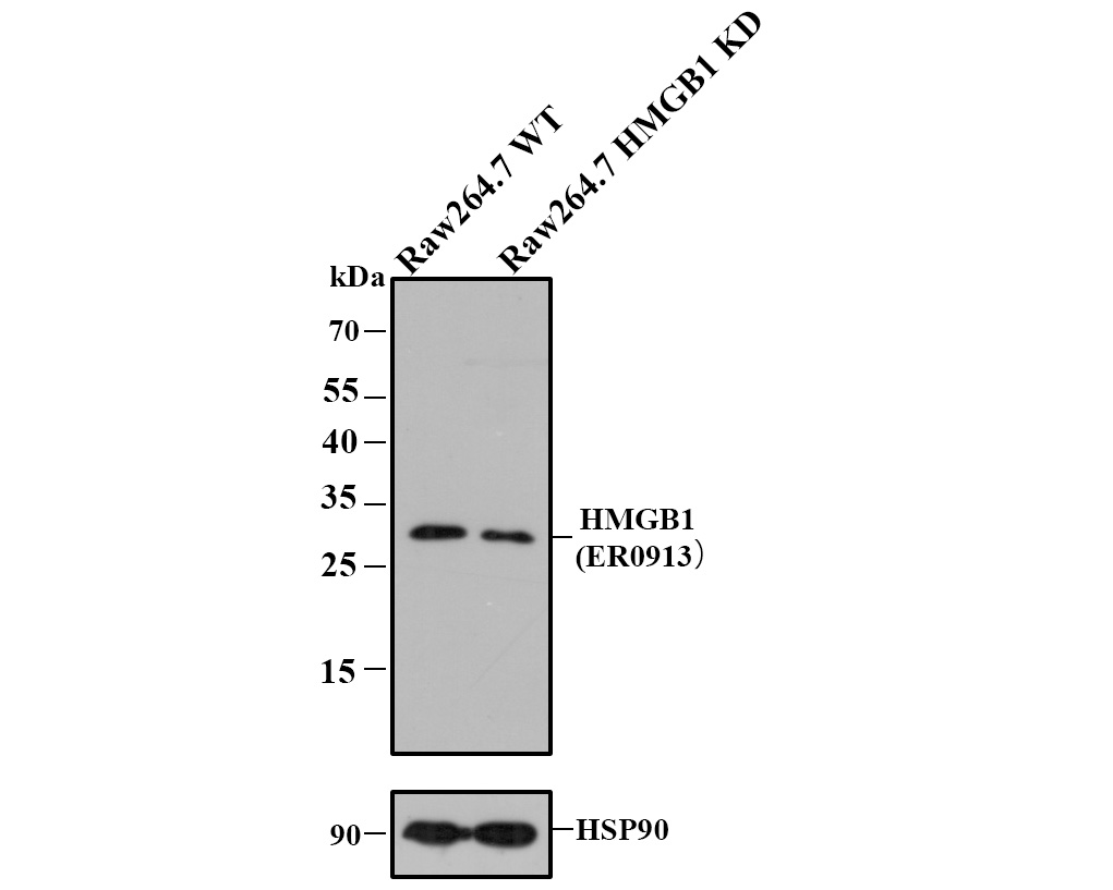 All lanes: Western blot analysis of HMGB1 with anti-HMGB1 antibody (ER0913) at 1:500 dilution.<br />
Lane 1: Wild-type Raw264.7 whole cell lysate.<br />
Lane 2: HMGB1 knockdown Raw264.7 whole cell lysate.<br />
<br />
ER0913 was shown to specifically react with HMGB1 in Wild-type Raw264.7 cells. Weakened band was observed when HMGB1 knockdown samples were tested. Wild-type and HMGB1 knockdown samples were subjected to SDS-PAGE. Proteins were transferred to a PVDF membrane and blocked with 5% NFDM in TBST for 1 hour at room temperature. The primary Anti-HMGB1 antibody (ER0913, 1/500) and Anti-HSP90 antibody (ET1605-56, 1/10,000) were used in 5% BSA at room temperature for 2 hours. Goat Anti-Rabbit IgG H&L (HRP) Secondary Antibody (HA1001) at 1:200,000 dilution was used for 1 hour at room temperature.