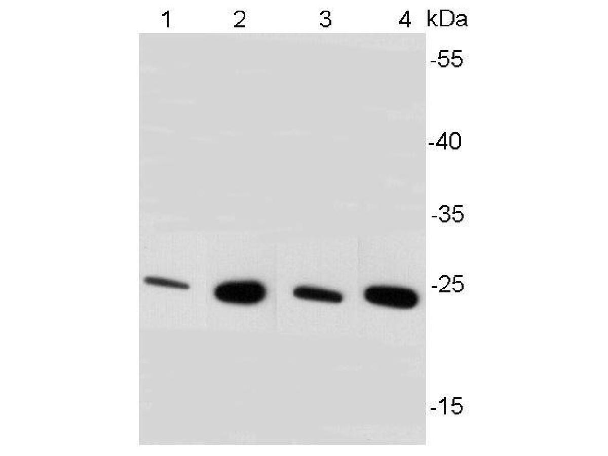 Western blot analysis of BDNF on different cell lysates using anti-BDNF antibody at 1/500 dilution.<br />
Positive control:<br />
Lane 1: A172 cell lysates<br />
Lane 2: SHG-44 cell lysates<br />
Lane 3: Mouse heart tissue lysates<br />
Lane 4: Mouse brain tissue lysates