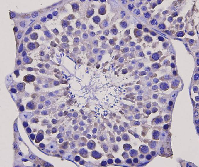 Immunohistochemical analysis of paraffin-embedded mouse testis tissue with Rabbit anti-BDNF antibody (ER130915) at 1/50 dilution.<br />
<br />
The section was pre-treated using heat mediated antigen retrieval with Tris-EDTA buffer (pH 9.0) for 20 minutes. The tissues were blocked in 1% BSA for 20 minutes at room temperature, washed with ddH2O and PBS, and then probed with the primary antibody (ER130915) at 1/50 dilution for 1 hour at room temperature. The detection was performed using an HRP conjugated compact polymer system. DAB was used as the chromogen. Tissues were counterstained with hematoxylin and mounted with DPX.