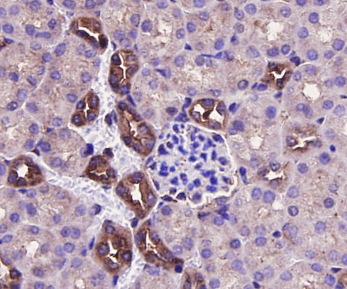 Immunohistochemical analysis of paraffin-embedded mouse kidney tissue using anti-ERK2 antibody. The section was pre-treated using heat mediated antigen retrieval with Tris-EDTA buffer (pH 8.0-8.4) for 20 minutes.The tissues were blocked in 5% BSA for 30 minutes at room temperature, washed with ddH2O and PBS, and then probed with the antibody (ER131218) at 1/100 dilution, for 30 minutes at room temperature and detected using an HRP conjugated compact polymer system. DAB was used as the chrogen. Counter stained with hematoxylin and mounted with DPX.