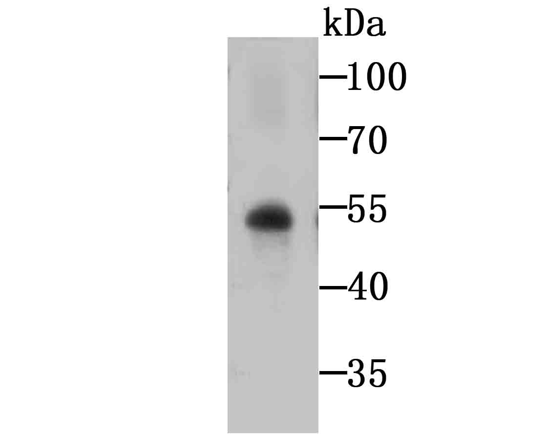 Western blot analysis of Glut1 on human placenta tissue lysates using anti-Glut1 antibody at 1/1,000 dilution.