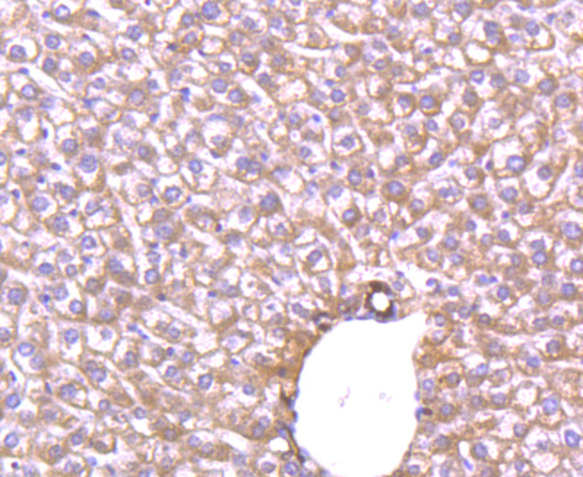 Immunohistochemical analysis of paraffin-embedded mouse liver tissue using anti-Glut1 antibody. Counter stained with hematoxylin.