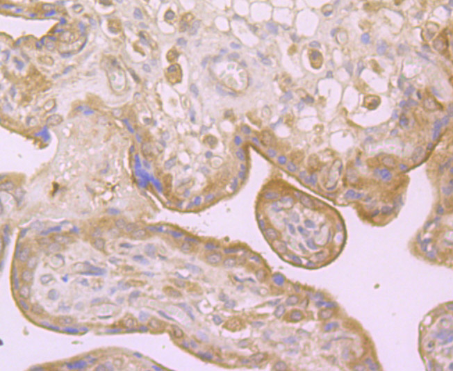 Immunohistochemical analysis of paraffin-embedded human placenta tissue using anti-Dysferlin antibody. Counter stained with hematoxylin.