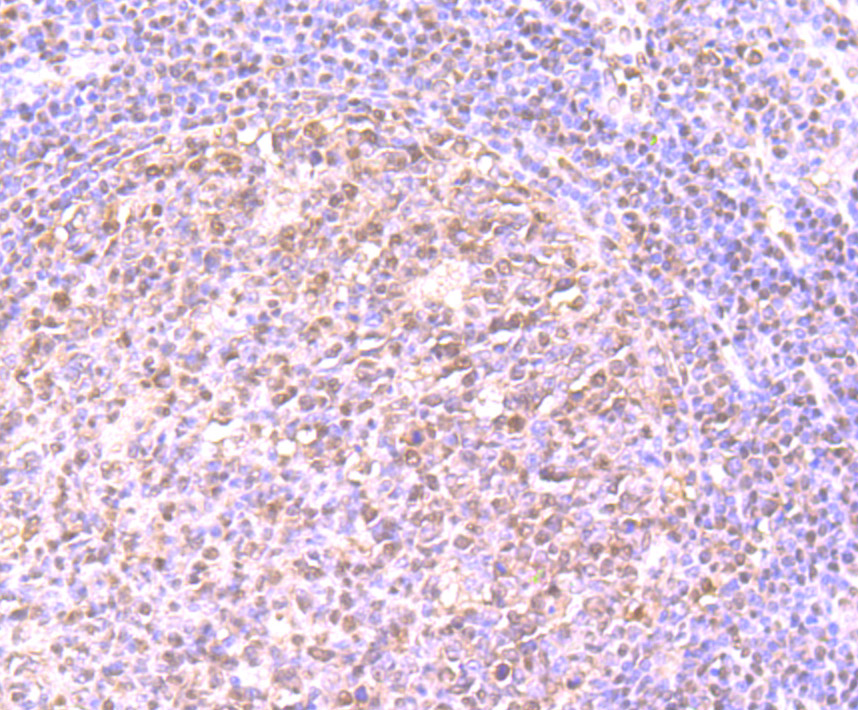 Immunohistochemical analysis of paraffin-embedded human tonsil tissue using anti-PHF10 antibody. Counter stained with hematoxylin.