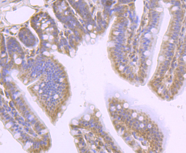 Immunohistochemical analysis of paraffin-embedded mouse colon tissue using anti-PHF10 antibody. Counter stained with hematoxylin.