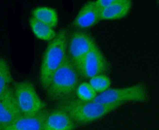 ICC staining GRP94 in Hela cells (red). The nuclear counter stain is DAPI (blue). Cells were fixed in paraformaldehyde, permeabilised with 0.25% Triton X100/PBS.