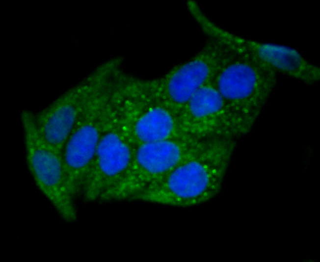 ICC staining DKK1 in Hela cells (green). The nuclear counter stain is DAPI (blue). Cells were fixed in paraformaldehyde, permeabilised with 0.25% Triton X100/PBS.