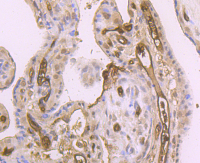 Immunohistochemical analysis of paraffin-embedded human placenta tissue using anti-DKK1 antibody. Counter stained with hematoxylin.
