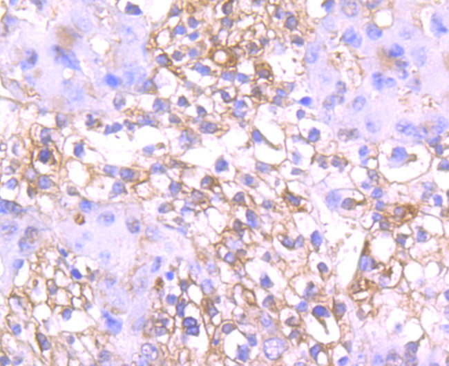 Immunohistochemical analysis of paraffin-embedded mouse placenta tissue using anti-DKK1 antibody. Counter stained with hematoxylin.