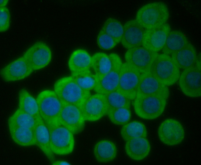 ICC staining EGFR in LOVO cells (green). The nuclear counter stain is DAPI (blue). Cells were fixed in paraformaldehyde, permeabilised with 0.25% Triton X100/PBS.