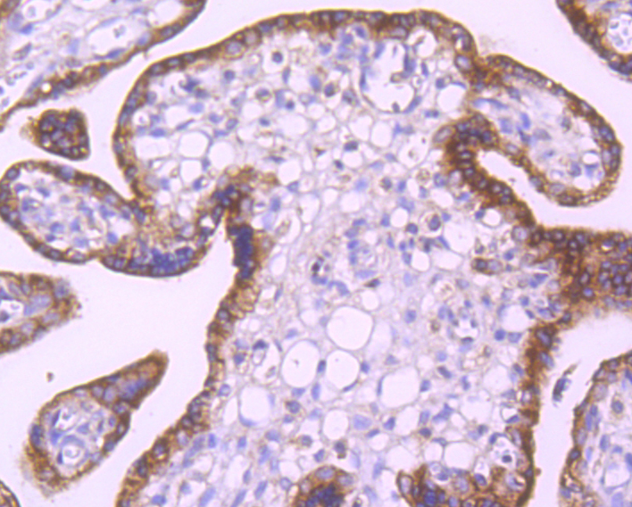Immunohistochemical analysis of paraffin-embedded human placenta tissue using anti-EGFR antibody. Counter stained with hematoxylin.