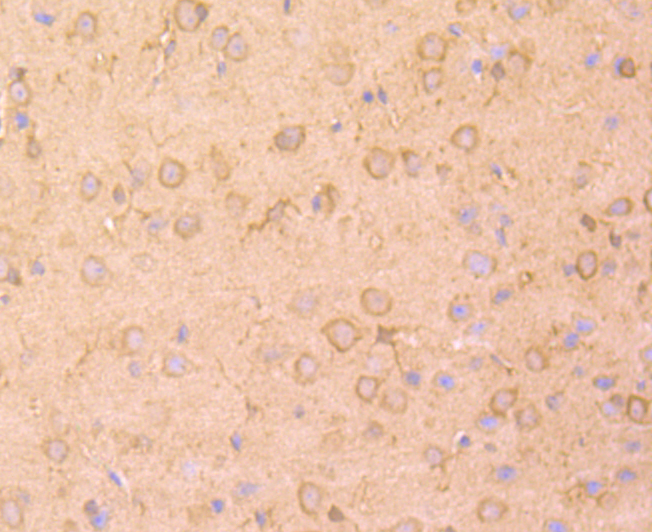Immunohistochemical analysis of paraffin-embedded mouse brain tissue using anti-NM23 antibody. Counter stained with hematoxylin.