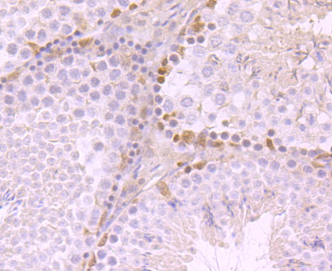 Immunohistochemical analysis of paraffin-embedded mouse testis tissue using anti-SNAI1 antibody. Counter stained with hematoxylin.