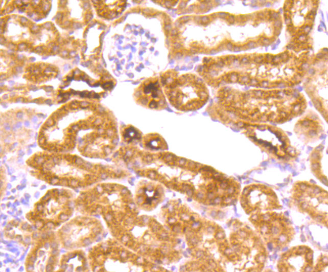Immunohistochemical analysis of paraffin-embedded mouse kidney tissue using anti-ROBO1 antibody. Counter stained with hematoxylin.