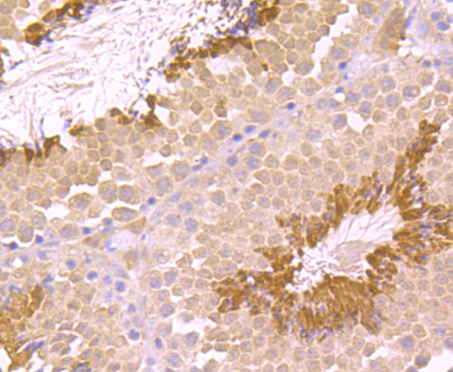 Immunohistochemical analysis of paraffin-embedded mouse testis tissue using anti-TGM6 antibody. Counter stained with hematoxylin.