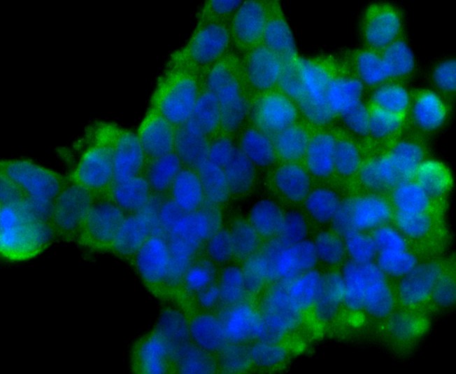 ICC staining of DLL4 in 293T cells (green). Formalin fixed cells were permeabilized with 0.1% Triton X-100 in TBS for 10 minutes at room temperature and blocked with 10% negative goat serum for 15 minutes at room temperature. Cells were probed with the primary antibody (ER1706-29, 1/50) for 1 hour at room temperature, washed with PBS. Alexa Fluor®488 conjugate-Goat anti-Rabbit IgG was used as the secondary antibody at 1/1,000 dilution. The nuclear counter stain is DAPI (blue).