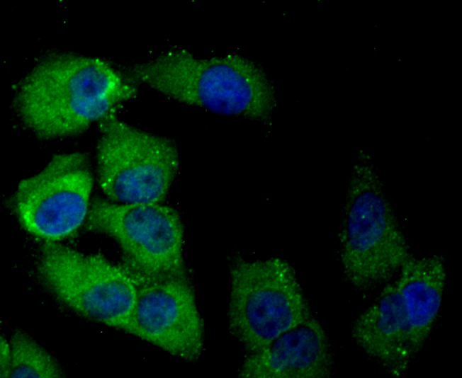 ICC staining of DLL4 in HUVEC cells (green). Formalin fixed cells were permeabilized with 0.1% Triton X-100 in TBS for 10 minutes at room temperature and blocked with 10% negative goat serum for 15 minutes at room temperature. Cells were probed with the primary antibody (ER1706-29, 1/50) for 1 hour at room temperature, washed with PBS. Alexa Fluor®488 conjugate-Goat anti-Rabbit IgG was used as the secondary antibody at 1/1,000 dilution. The nuclear counter stain is DAPI (blue).