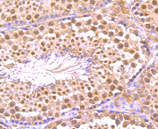 Immunohistochemical analysis of paraffin-embedded mouse testis tissue using anti-TNFAIP3 antibody. Counter stained with hematoxylin.
