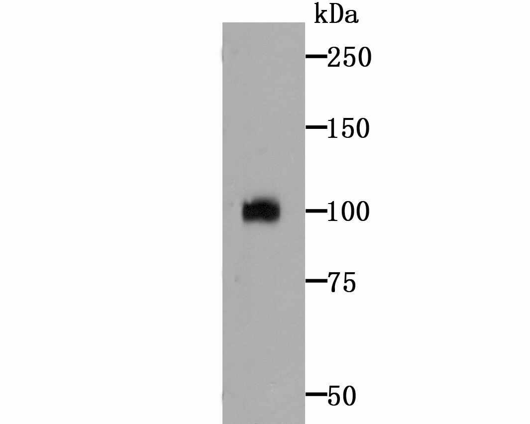 Western blot analysis of ATF6 on Hela cell lysate using anti-ATF6 antibody at 1/500 dilution.