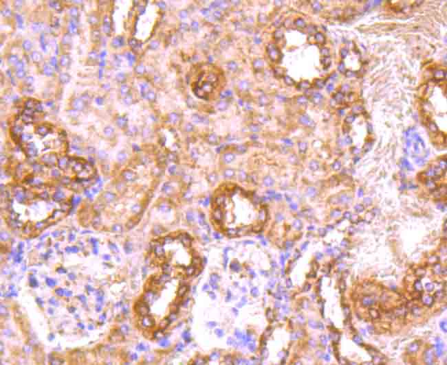 Immunohistochemical analysis of paraffin-embedded mouse kidney tissue using anti-CD71 antibody. Counter stained with hematoxylin.