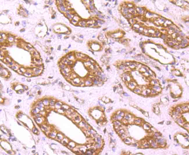 Immunohistochemical analysis of paraffin-embedded human kidney tissue using anti-CD71 antibody. Counter stained with hematoxylin.