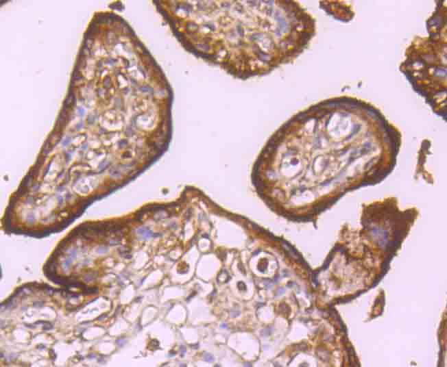Immunohistochemical analysis of paraffin-embedded human placenta tissue using anti-CD71 antibody. Counter stained with hematoxylin.