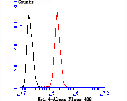 Flow cytometric analysis of SH-SY5Y cells with Kv1.4 antibody at 1/50 dilution (red) compared with an unlabelled control (cells without incubation with primary antibody; black). Alexa Fluor 488-conjugated goat anti rabbit IgG was used as the secondary antibody.
