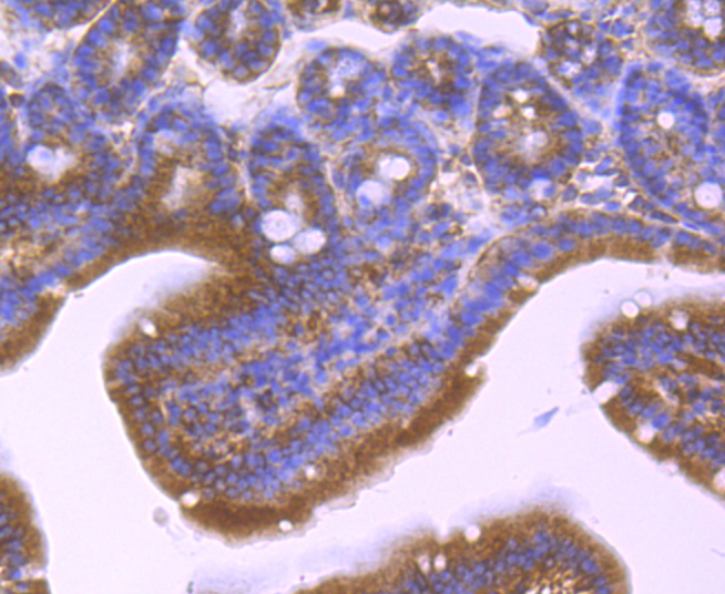 Immunohistochemical analysis of paraffin-embedded mouse small intestine tissue using anti-PP2C alpha antibody. Counter stained with hematoxylin.
