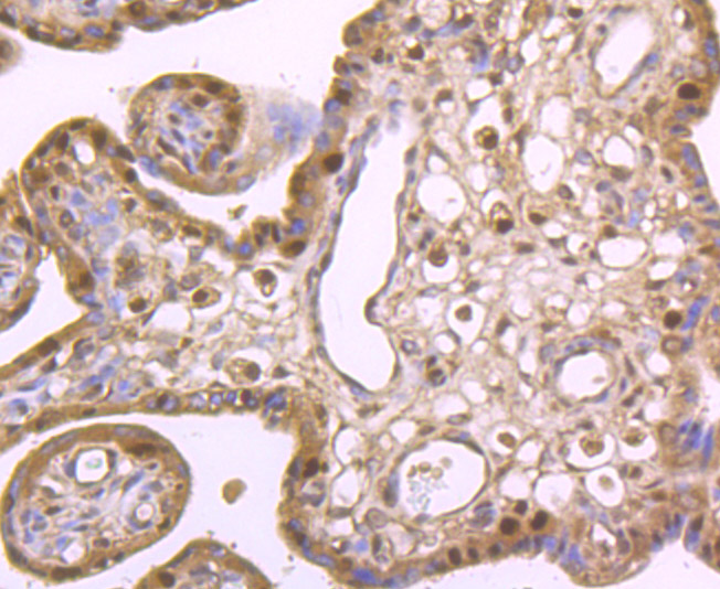Immunohistochemical analysis of paraffin-embedded human placenta tissue using anti-Cdc25C antibody. Counter stained with hematoxylin.