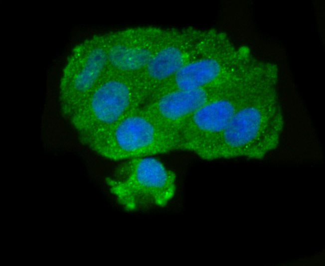 ICC staining GOLPH3 in Hela cells (green). The nuclear counter stain is DAPI (blue). Cells were fixed in paraformaldehyde, permeabilised with 0.25% Triton X100/PBS.