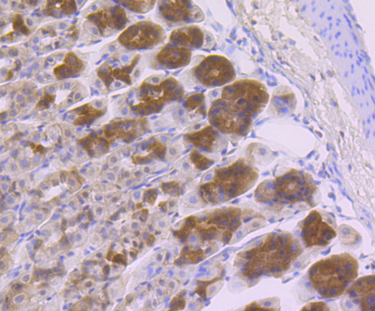 Immunohistochemical analysis of paraffin-embedded mouse stomach tissue using anti-GOLPH3 antibody. Counter stained with hematoxylin.
