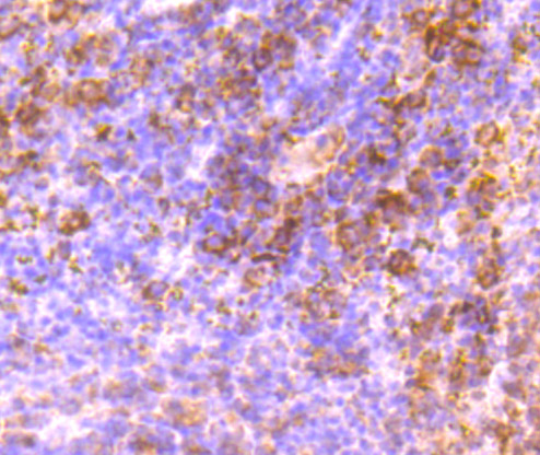 Immunohistochemical analysis of paraffin-embedded mouse spleen tissue using anti-MMP9 antibody. The section was pre-treated using heat mediated antigen retrieval with Tris-EDTA buffer (pH 8.0-8.4) for 20 minutes.The tissues were blocked in 5% BSA for 30 minutes at room temperature, washed with ddH2O and PBS, and then probed with the primary antibody (ER1706-40, 1/50) for 30 minutes at room temperature. The detection was performed using an HRP conjugated compact polymer system. DAB was used as the chromogen. Tissues were counterstained with hematoxylin and mounted with DPX.