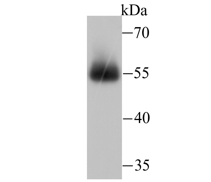 Western blot analysis of miRFP on miRFP recombinant protein lysate using anti-miRFP antibody at 1/5,000 dilution.