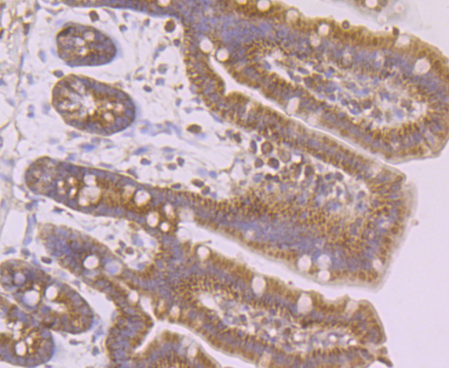 Immunohistochemical analysis of paraffin-embedded mouse colon tissue using anti-TLR4 antibody. Counter stained with hematoxylin.