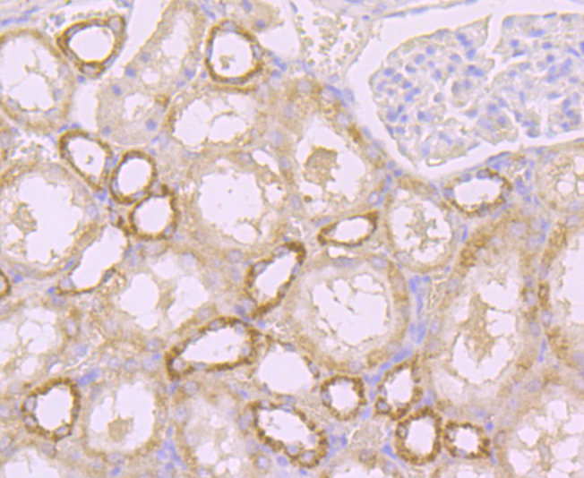 Immunohistochemical analysis of paraffin-embedded rat kidney tissue with Rabbit anti-TLR4 antibody (ER1706-43) at 1/500 dilution.<br />
<br />
The section was pre-treated using heat mediated antigen retrieval with Tris-EDTA buffer (pH 9.0) for 20 minutes. The tissues were blocked in 1% BSA for 20 minutes at room temperature, washed with ddH2O and PBS, and then probed with the primary antibody (ER1706-43) at 1/500 dilution for 1 hour at room temperature. The detection was performed using an HRP conjugated compact polymer system. DAB was used as the chromogen. Tissues were counterstained with hematoxylin and mounted with DPX.