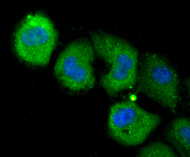 ICC staining NLRC3 in HUVEC cells (green). The nuclear counter stain is DAPI (blue). Cells were fixed in paraformaldehyde, permeabilised with 0.25% Triton X100/PBS.