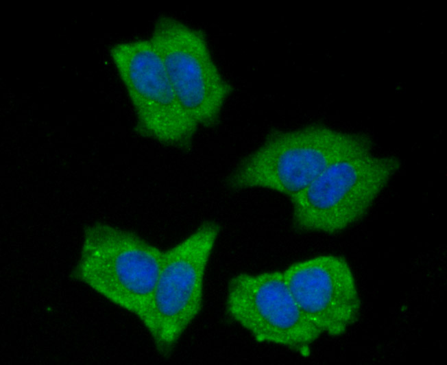 ICC staining NLRC3 in MCF-7 cells (green). The nuclear counter stain is DAPI (blue). Cells were fixed in paraformaldehyde, permeabilised with 0.25% Triton X100/PBS.