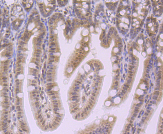 Immunohistochemical analysis of paraffin-embedded mouse colon tissue using anti-NLRC3 antibody. Counter stained with hematoxylin.