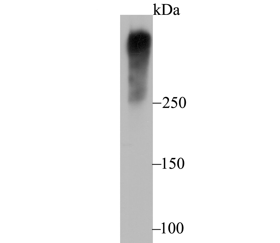Western blot analysis of Ki67 on HepG2 cell lysate using anti-Ki67 antibody at 1/1,000 dilution.