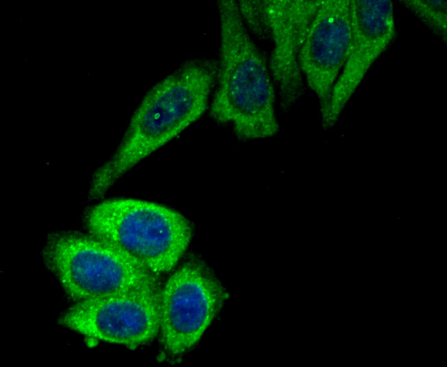 ICC staining ROCK2 in HepG2 cells (green). The nuclear counter stain is DAPI (blue). Cells were fixed in paraformaldehyde, permeabilised with 0.25% Triton X100/PBS.