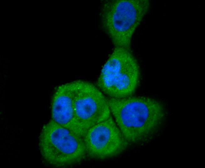 ICC staining of GRP78 in HUVEC cells (green). Formalin fixed cells were permeabilized with 0.1% Triton X-100 in TBS for 10 minutes at room temperature and blocked with 10% negative goat serum for 15 minutes at room temperature. Cells were probed with the primary antibody (ER1706-50, 1/50) for 1 hour at room temperature, washed with PBS. Alexa Fluor®488 conjugate-Goat anti-Rabbit IgG was used as the secondary antibody at 1/1,000 dilution. The nuclear counter stain is DAPI (blue).