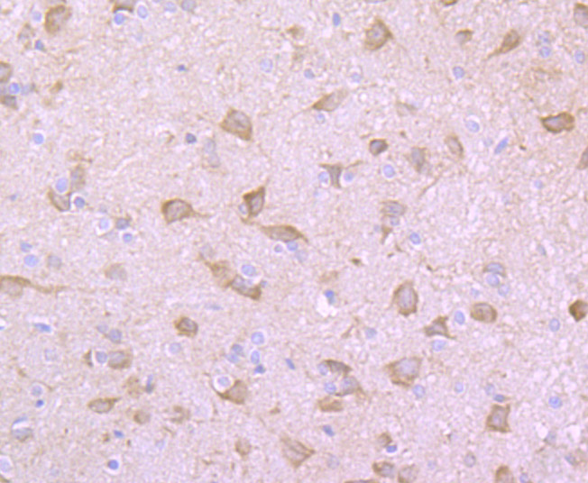 Immunohistochemical analysis of paraffin-embedded mouse cerebellum tissue using anti-GRP78 antibody. The section was pre-treated using heat mediated antigen retrieval with Tris-EDTA buffer (pH 9.0) for 20 minutes.The tissues were blocked in 1% BSA for 30 minutes at room temperature, washed with ddH2O and PBS, and then probed with the primary antibody (ER1706-50, 1/50) for 30 minutes at room temperature. The detection was performed using an HRP conjugated compact polymer system. DAB was used as the chromogen. Tissues were counterstained with hematoxylin and mounted with DPX.