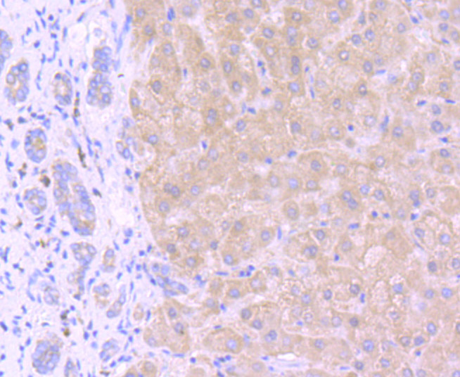 Immunohistochemical analysis of paraffin-embedded human placenta tissue using anti-GRP78 antibody. Counter stained with hematoxylin.