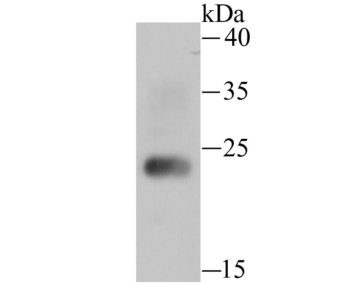Western blot analysis of HMGB2 on mouse testis tissue lysate using anti-HMGB2 antibody at 1/500 dilution.