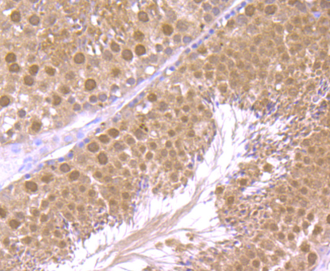 Immunohistochemical analysis of paraffin-embedded mouse testis tissue using anti-HMGB2 antibody. Counter stained with hematoxylin.