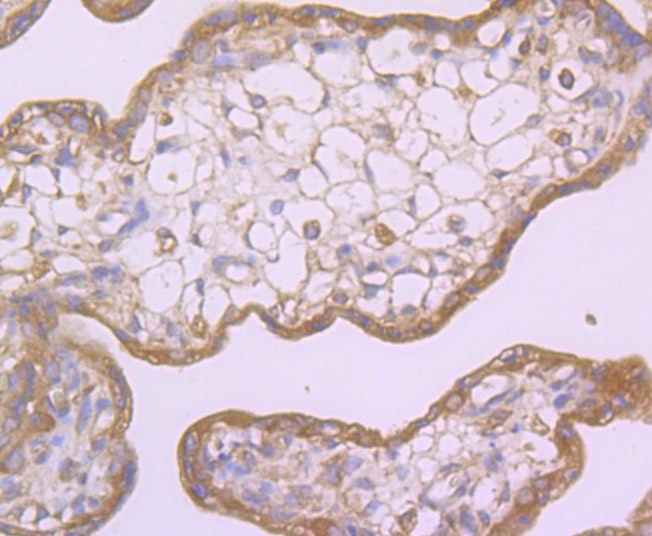 Immunohistochemical analysis of paraffin-embedded human placenta tissue using anti-LOX1 antibody. Counter stained with hematoxylin.
